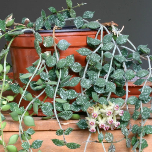 Hoya Curtisii Stripes Wax Plant Cuttings (… - Picture 1 of 11
